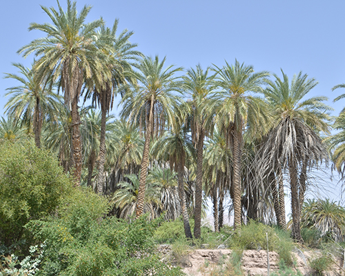 هرمد لارستان