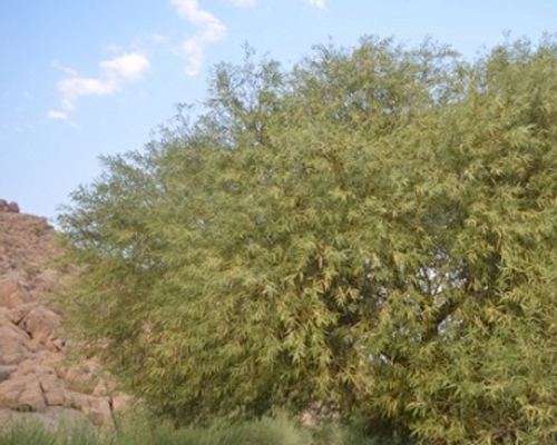 چشمه گلابی