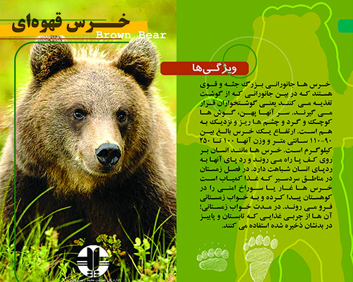 خرس قهوه ای