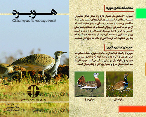 هوبره