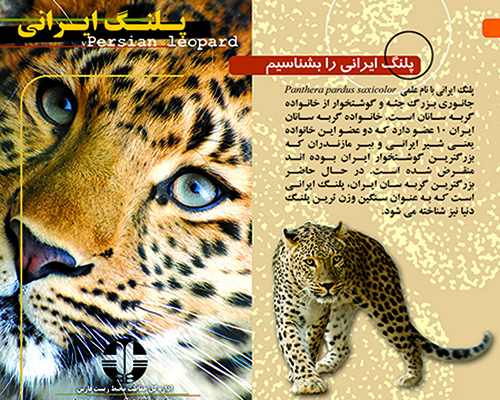 پلنگ ایرانی