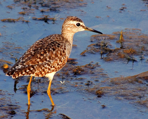 Wood Sandpiper