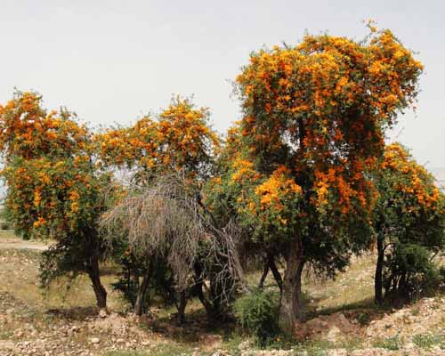 انار شيطان
