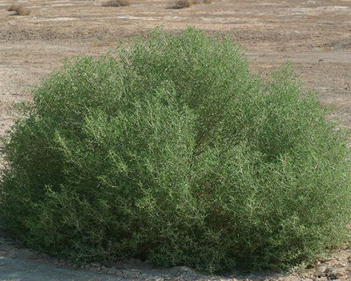 اشنان