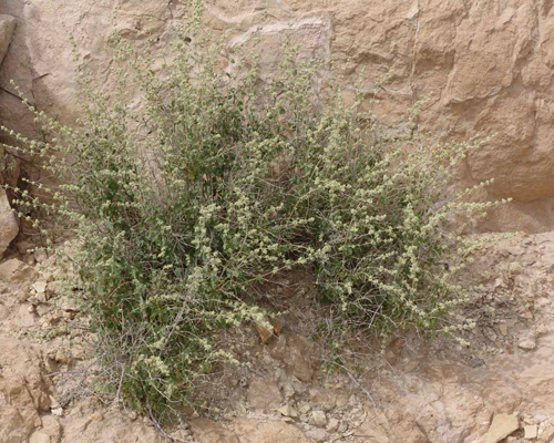 آویشن شیرازی