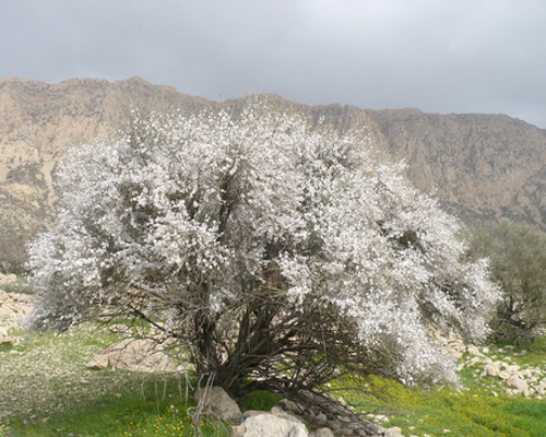 بادام کوهی