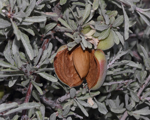 بخورک