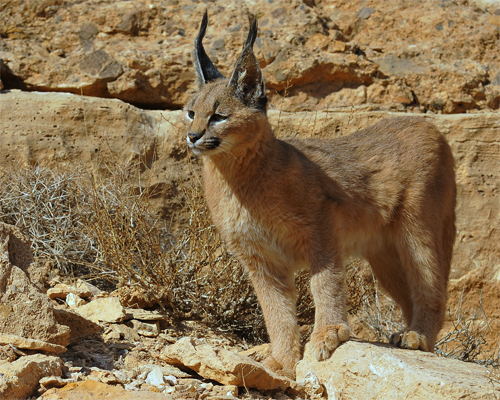 کاراکال