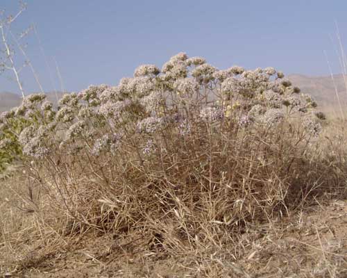 چوبک زبر