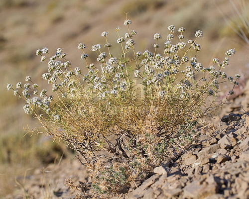 Acanthophyllum microcephalum