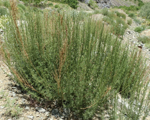 درمنه کوهی