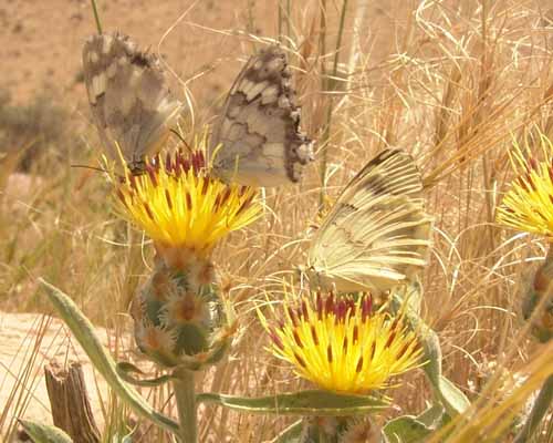 گل گندم زاگرسی