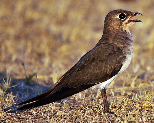 Collared Pratincole