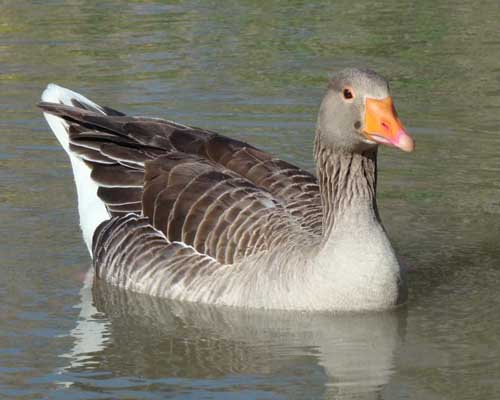 غاز پاخاكستری
