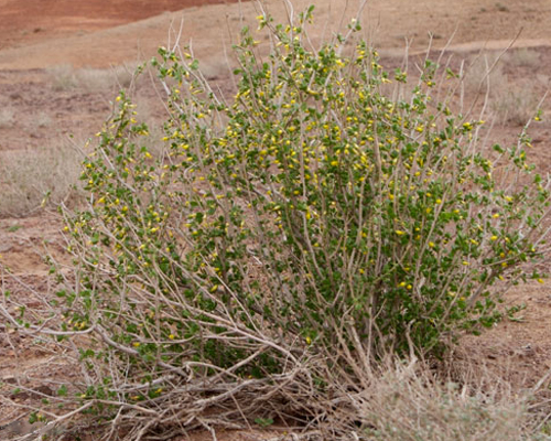 Zygophyllum eurypterum