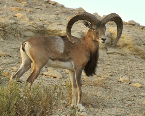 قوچ لارستان