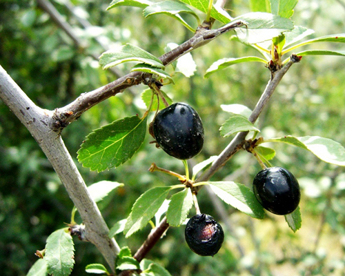 گیلاس وحشی