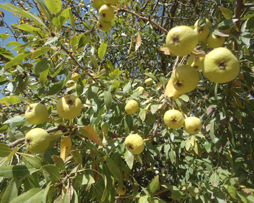 گلابی وحشی