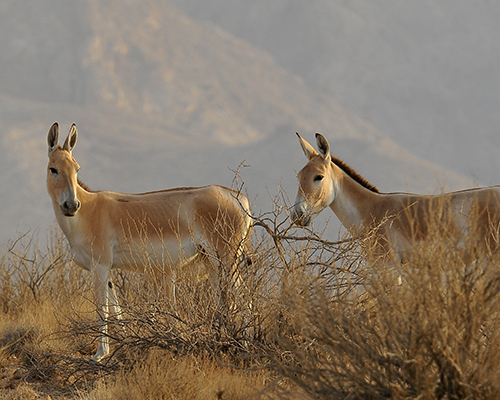 گور ایرانی