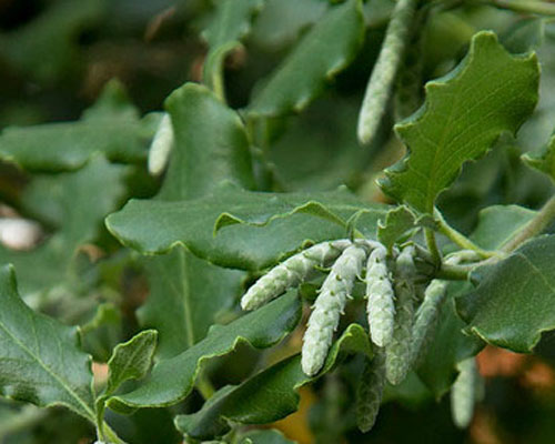 گوش بره بلوطستانی