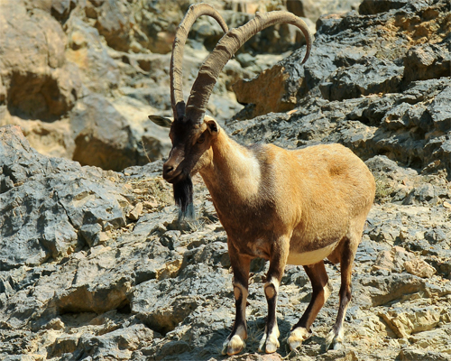 کل و بز
