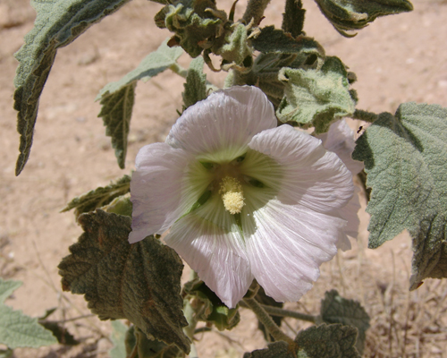ختمی جنوبی
