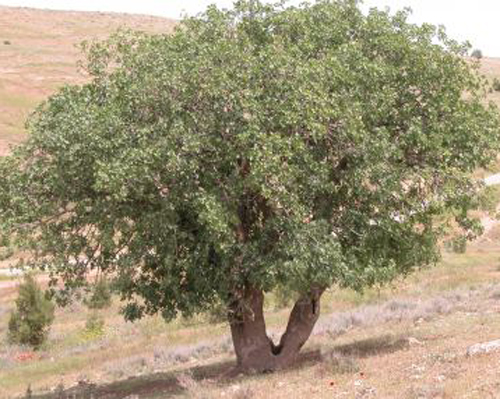 کلخنگ