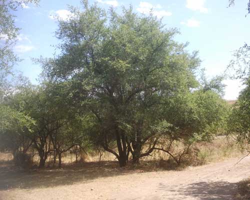 کنار