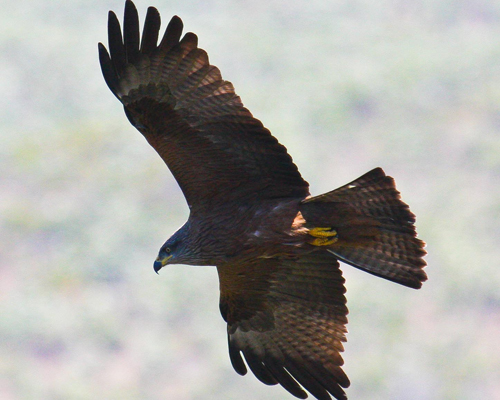 Black Kite