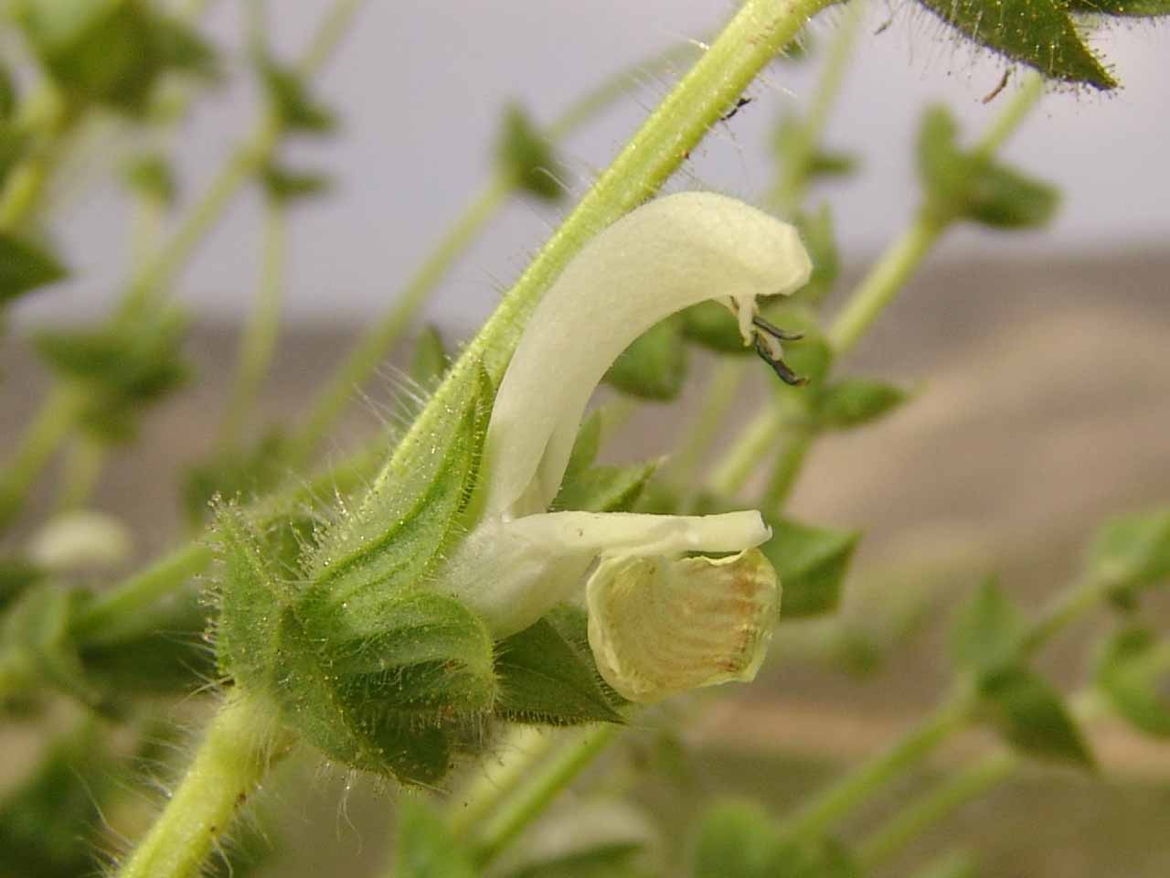 مریم گلی شاخ گوزنی