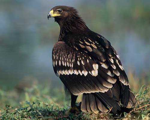 عقاب تالابی بزرگ