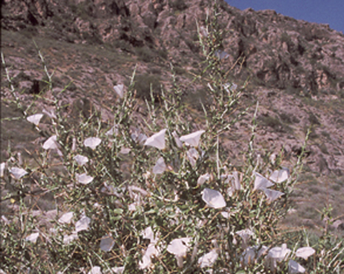 پیچک پیکانی