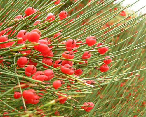 ریش بز کبیر