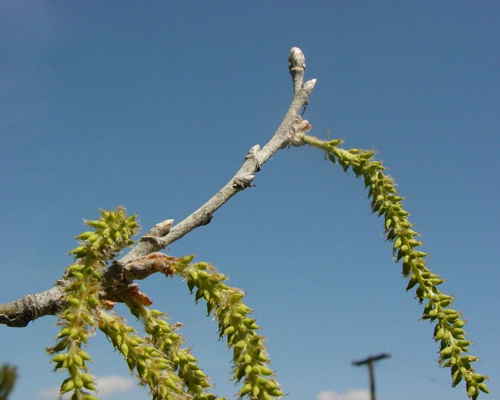سپیدار