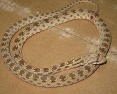 شتر مار شيرازی