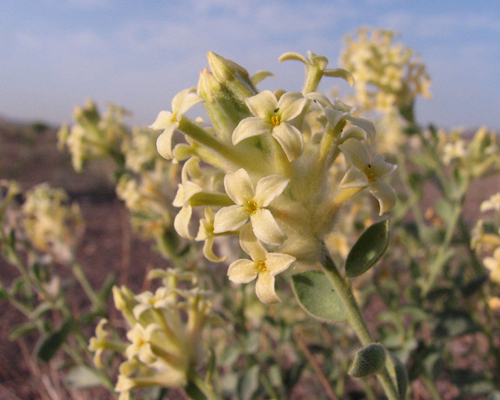 سیاه گینه
