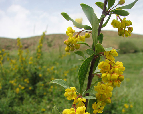 زرشک زرافشانی