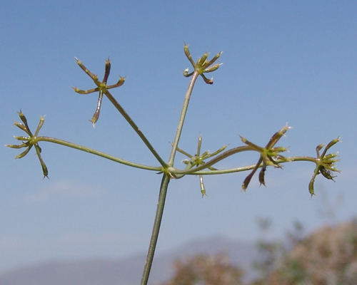 زیره الوندی